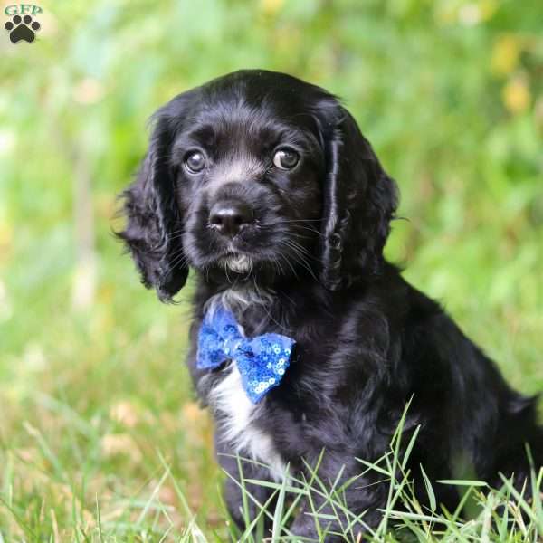 Forrest, Cocker Spaniel Puppy